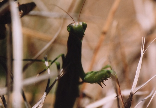 Mantis religiosa