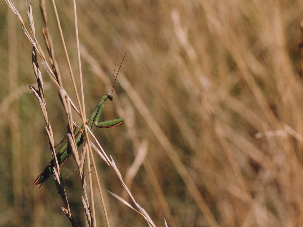 Mantis religiosa