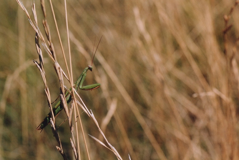 Mantis religiosa3.jpg