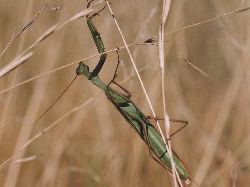 Mantis religiosa