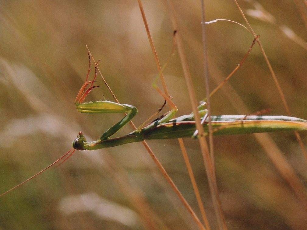 Mantis religiosa