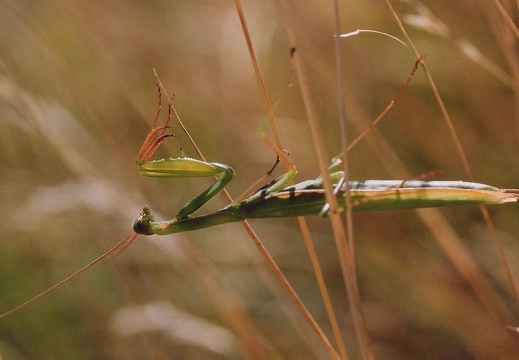 Mantis religiosa