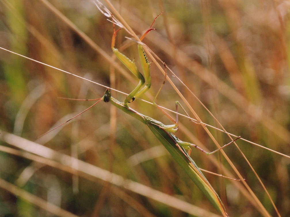 Mantis religiosa