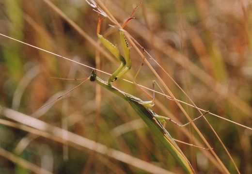 Mantis religiosa