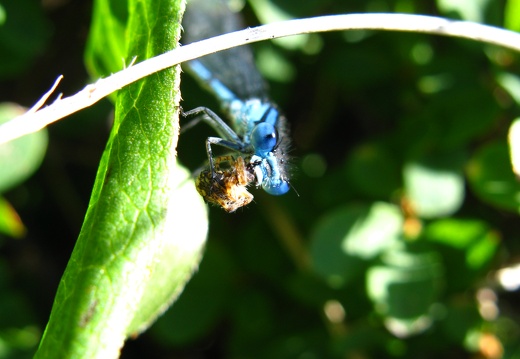 Enallagma cyathigerum