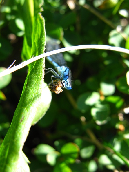 Enallagma cyathigerum2.jpg