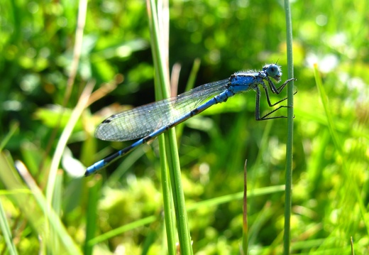 Enallagma cyathigerum