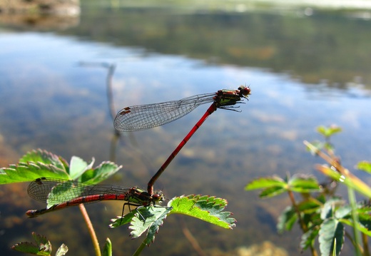 Pyrrhosoma nymphula