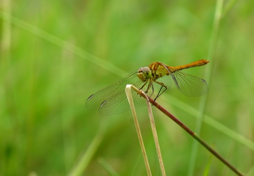 Sympetrum meridionale