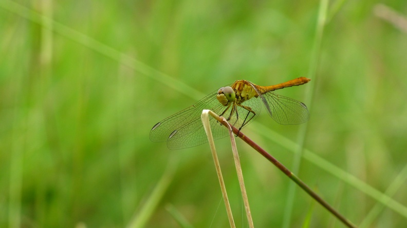 Sympetrum meridionale.jpg
