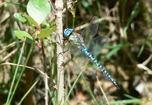 Aeshna affinis