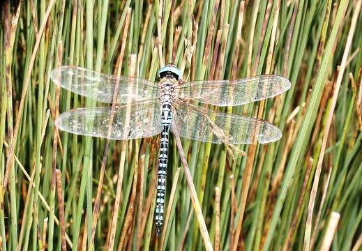 Aeshna affinis