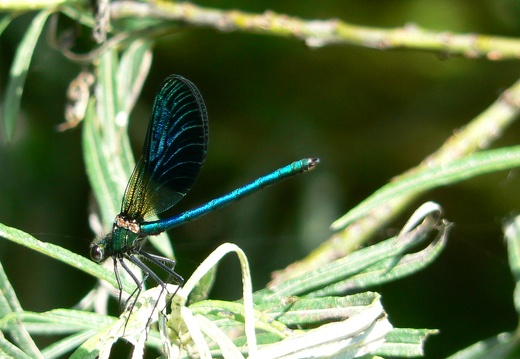 Calopteryx xanthostoma