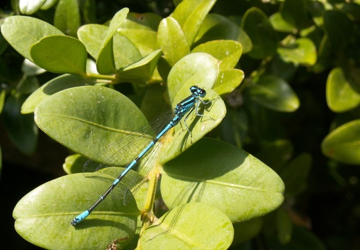 Coenagrion puella