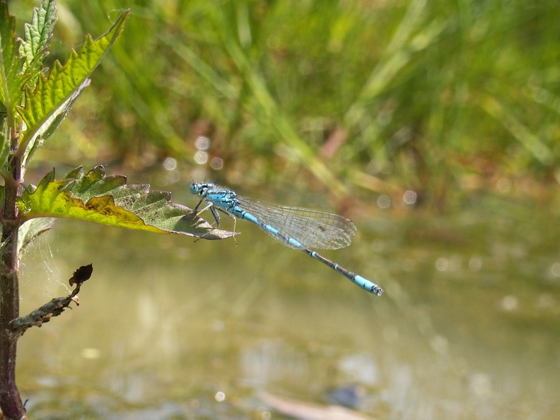 Coenagrion scitulum.JPG