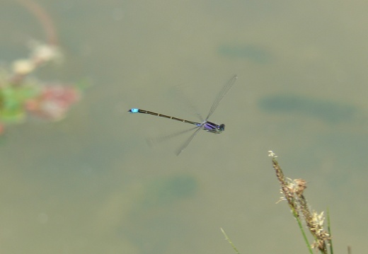 Ischnura elegans