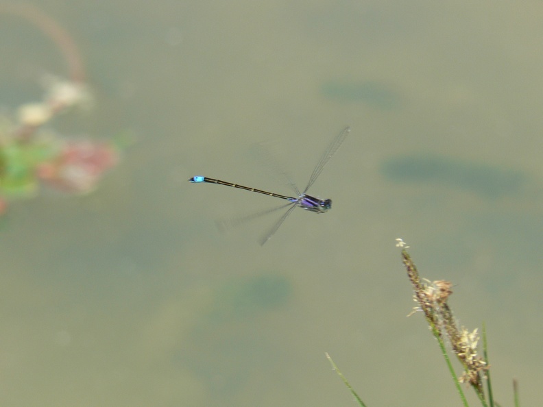Ischnura elegans