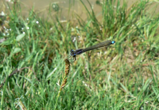 Ischnura elegans