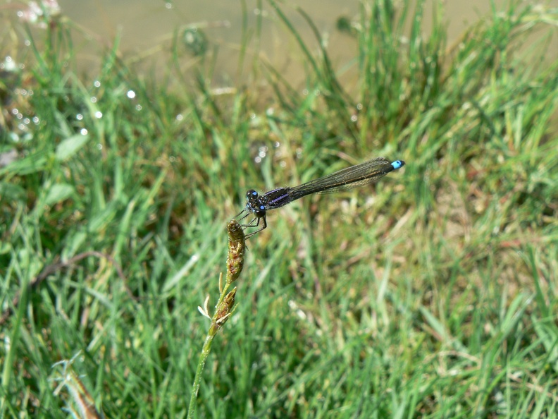 Ischnura elegans