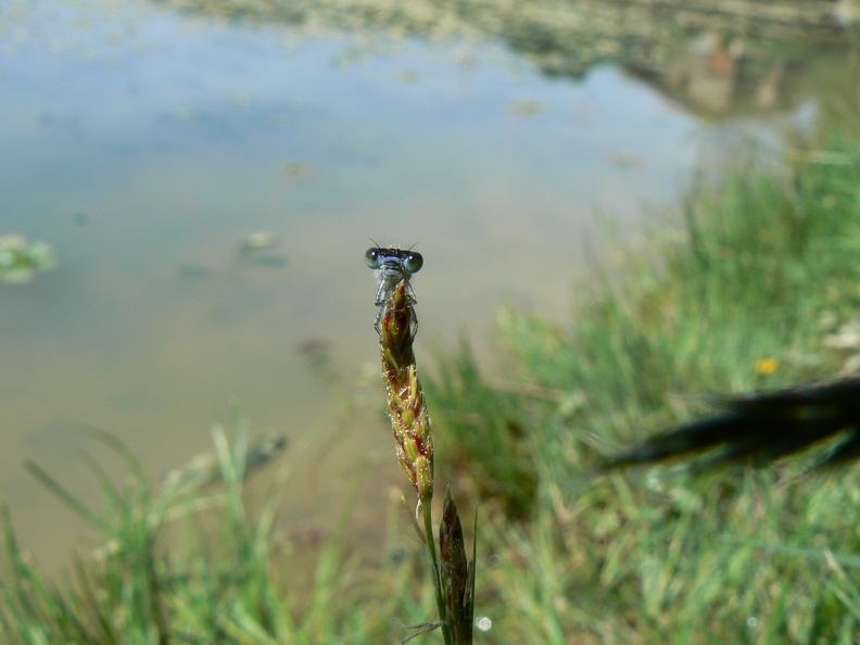 Ischnura elegans