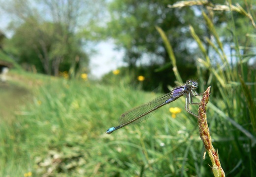 Ischnura elegans