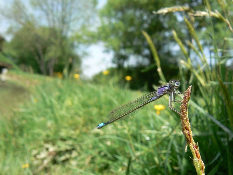 Ischnura elegans