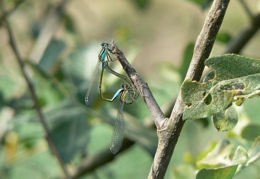 Ischnura elegans