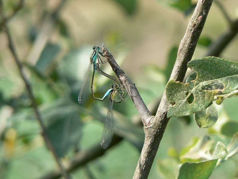 Ischnura elegans