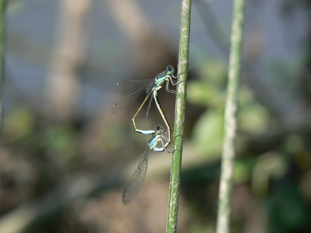 Ischnura elegans