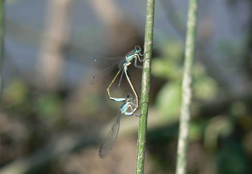 Ischnura elegans