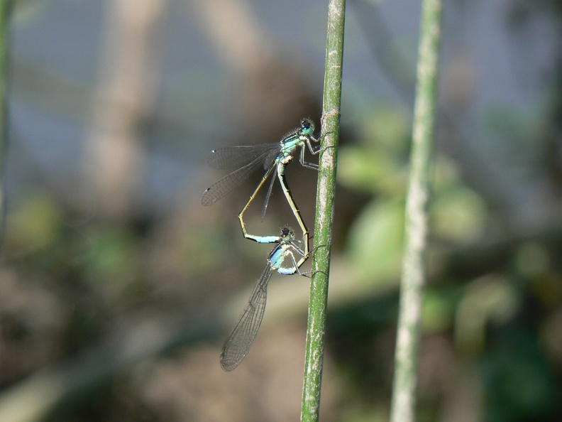 Ischnura elegans