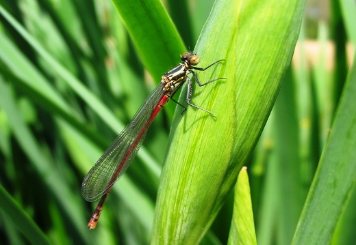 Pyrrhosoma nymphula