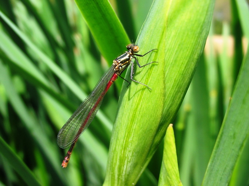 Pyrrhosoma nymphula