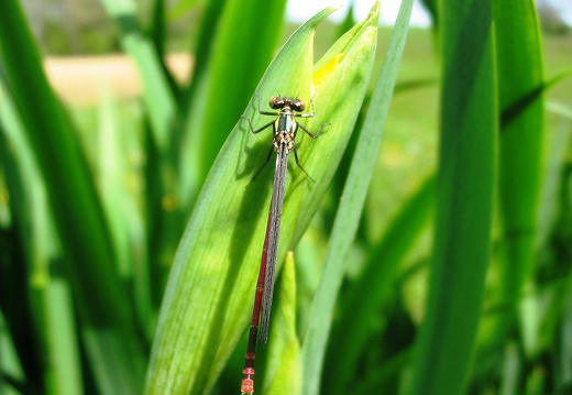 Pyrrhosoma nymphula