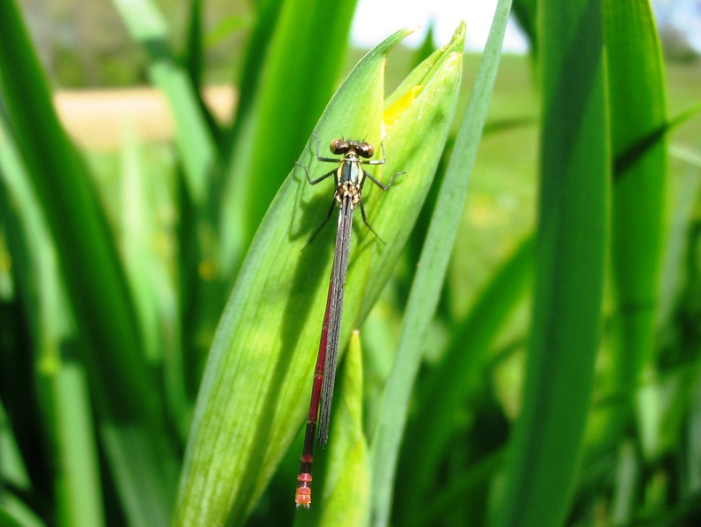 Pyrrhosoma nymphula