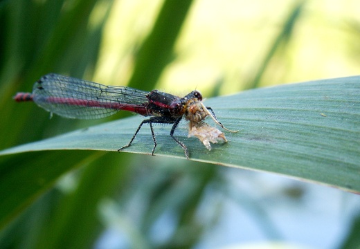 Pyrrhosoma nymphula