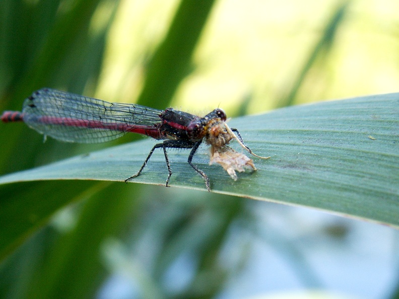 Pyrrhosoma nymphula