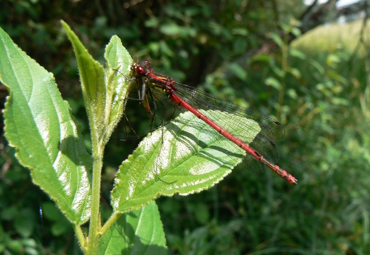 Pyrrhosoma nymphula
