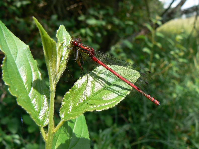 Pyrrhosoma nymphula