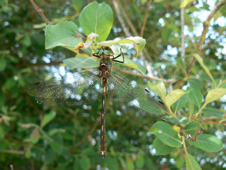 Oxygastra curtisii