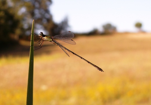 Chalcolestes viridis