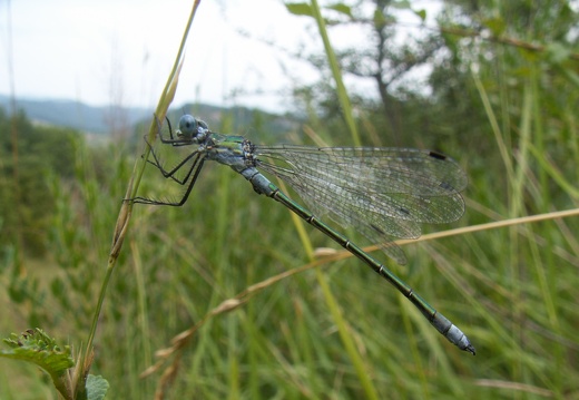 Lestes dryas
