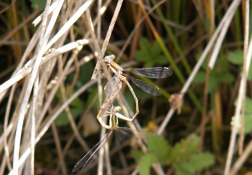 Lestes virens.