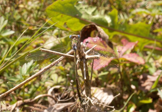 Lestes virens.