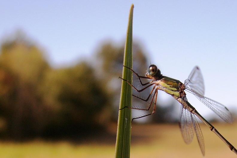 Lestes virens3.JPG