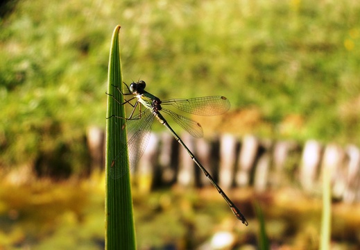Chalcolestes viridis