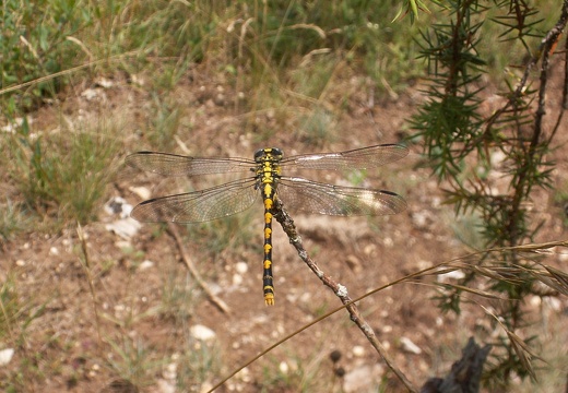 Onychogomphus forcipatus