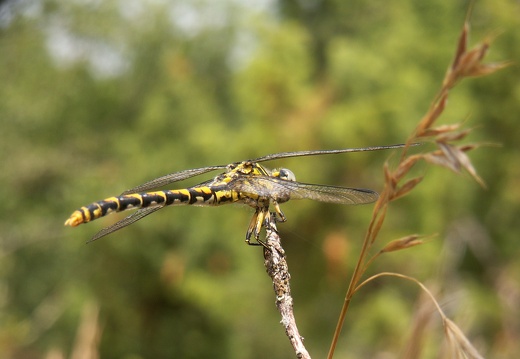 Onychogomphus forcipatus
