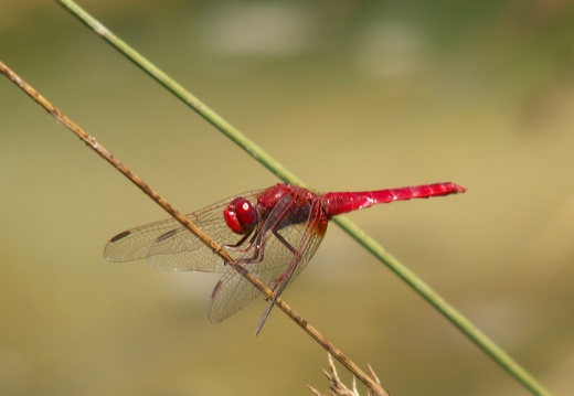 Crocothemis erythraea