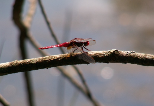 Crocothemis erythraea